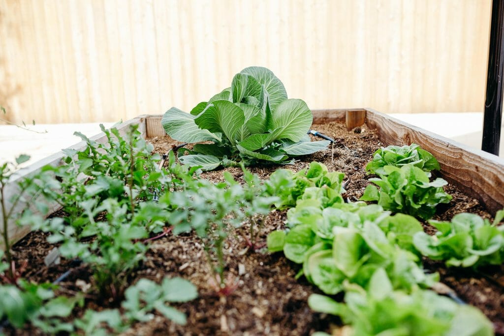 raised bed with lettuce growing 