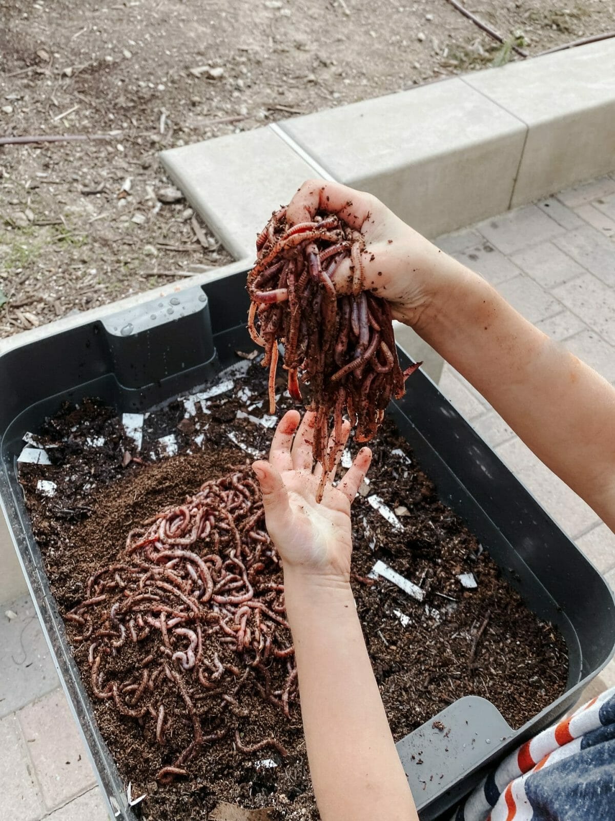 worms for vermicompost