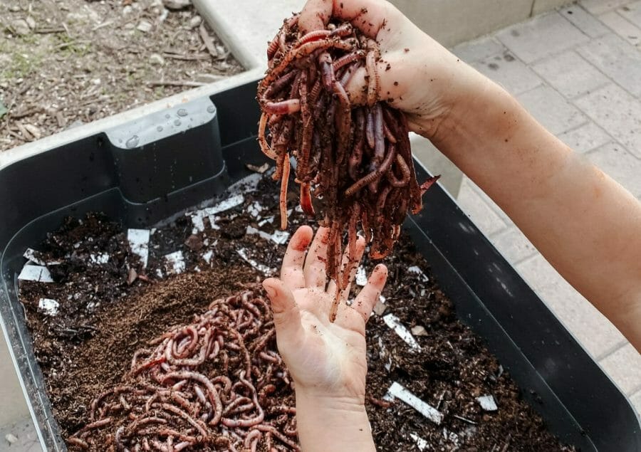 worms for vermicompost
