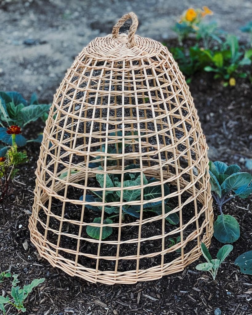 Willow cloche covering brussels sprouts seedling