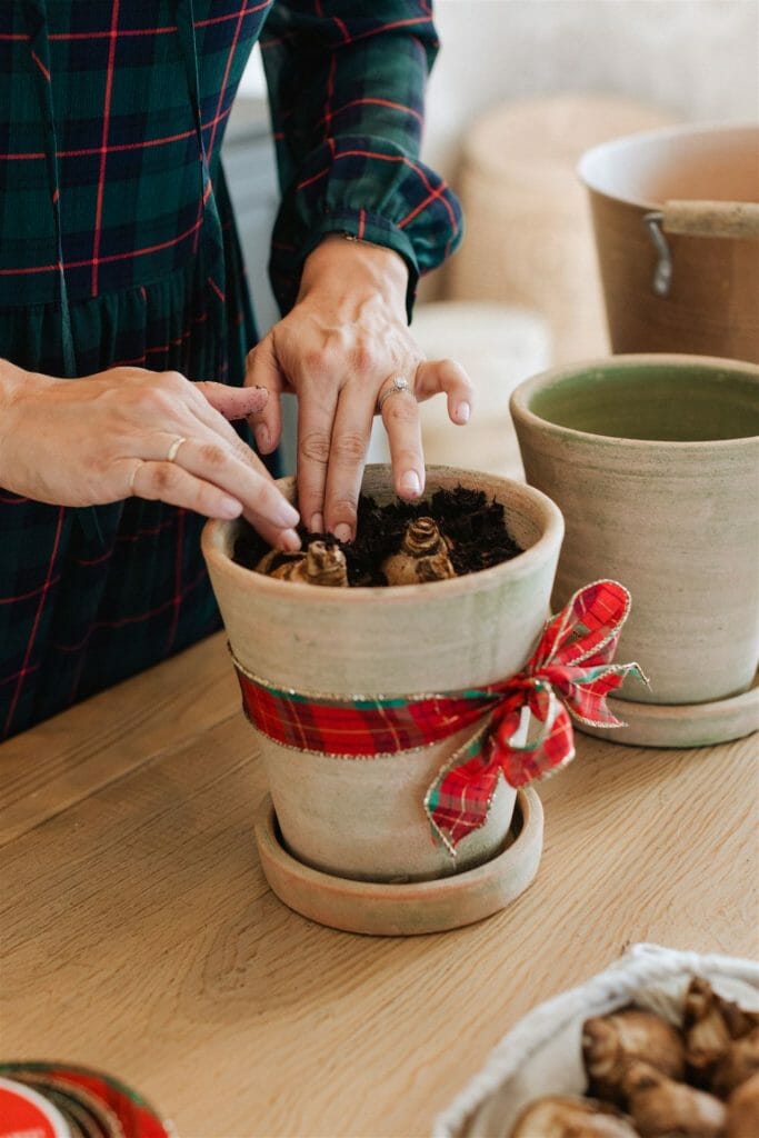 bulbs in pot on a gift guide 
