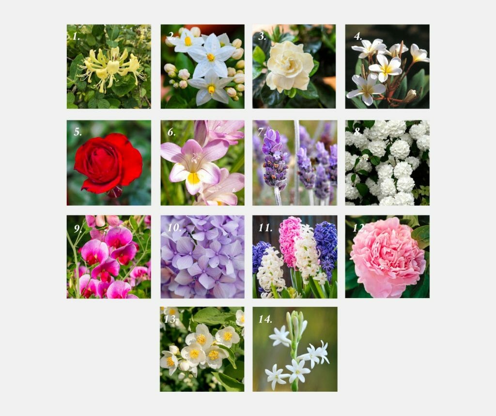 14 fragrant flowers to grow