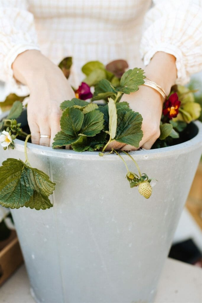 container garden with strawberries and hands in it