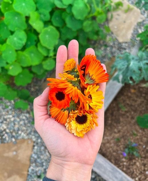 a hand holding calendula flowers