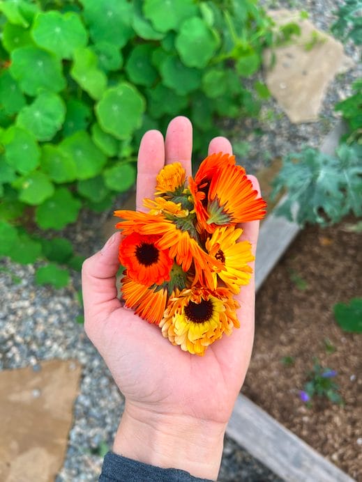 a hand holding calendula flowers