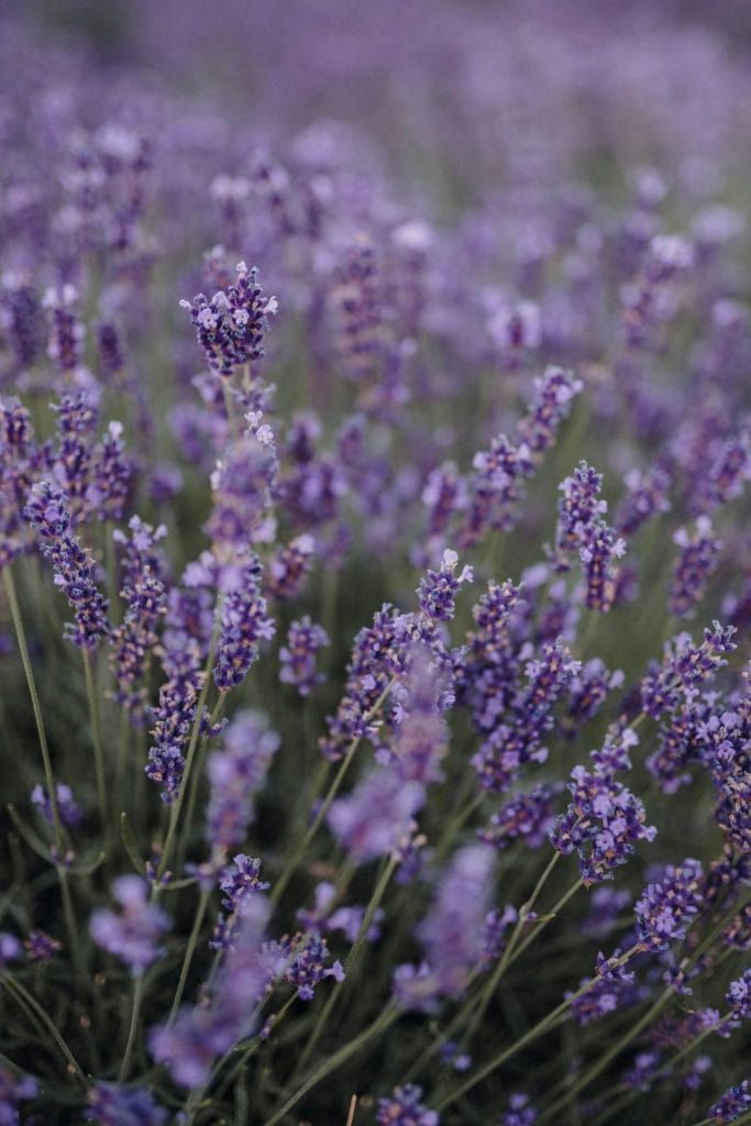 lavender plants 