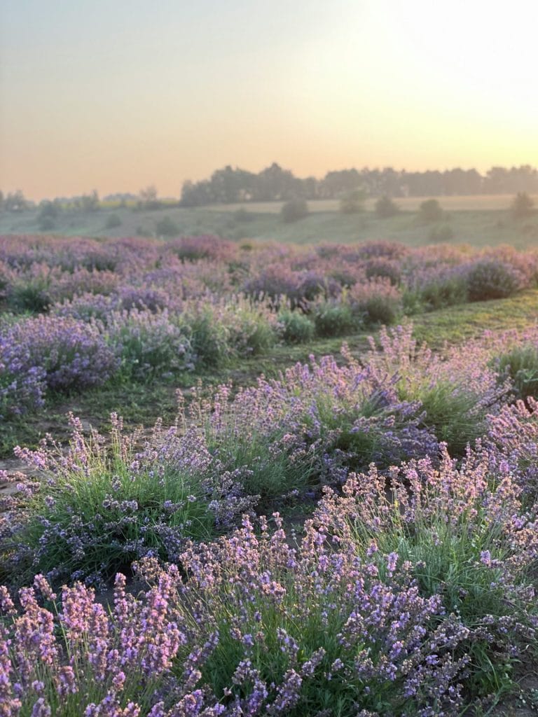 Field of lavender 